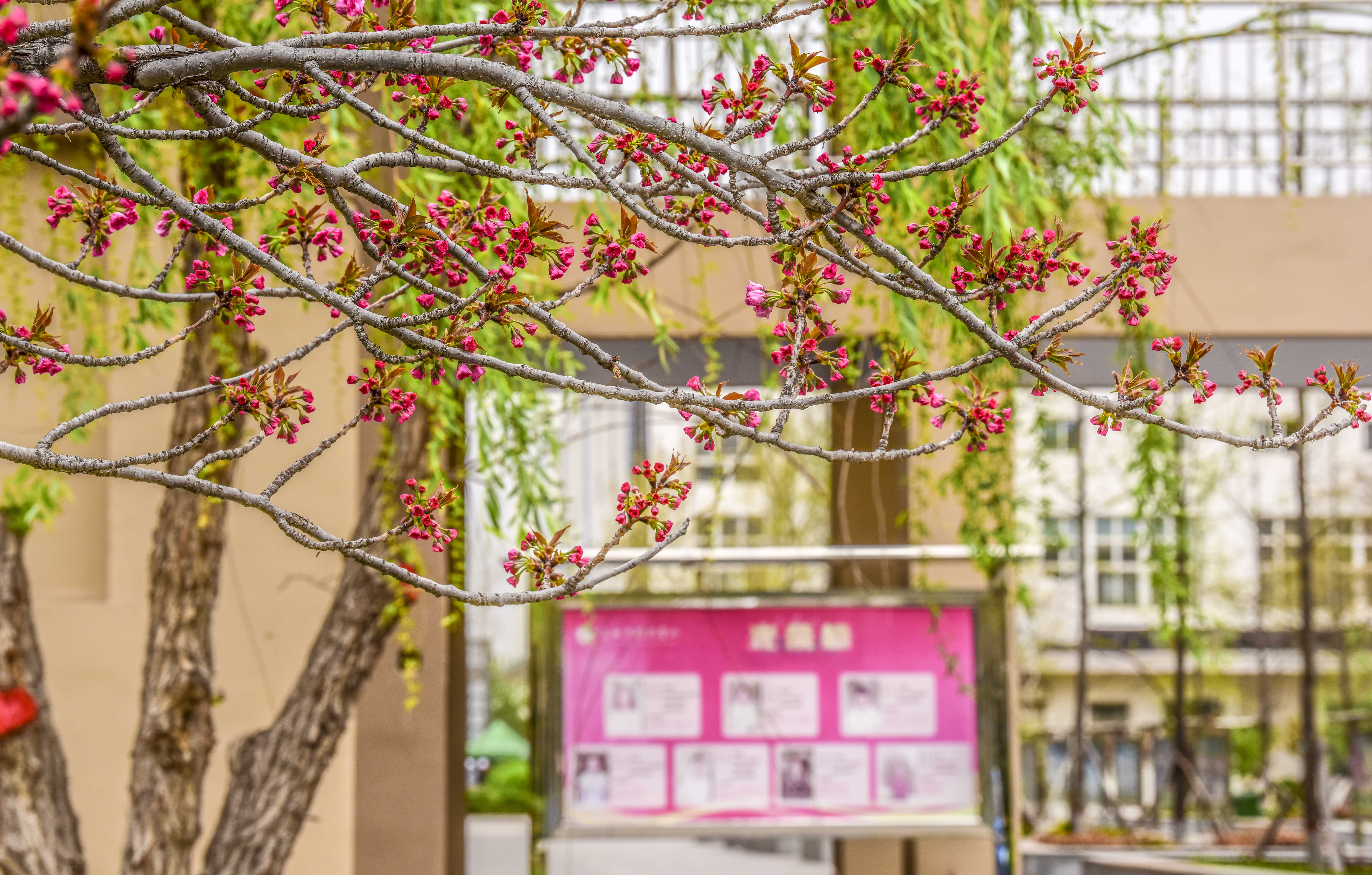 春日校園